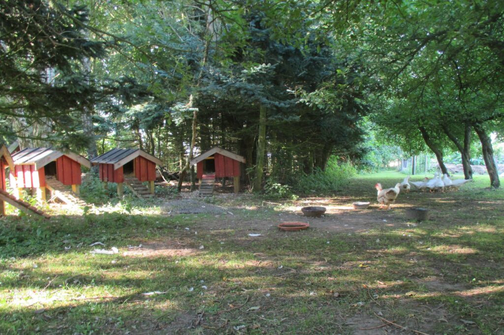 Andehuse med pøl (nedgravet murbalje